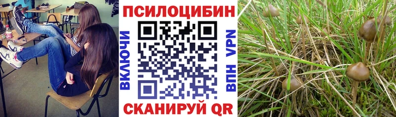 где купить наркотик  Карабаново  ссылка на мегу как зайти  Галлюциногенные грибы Psilocybine cubensis 